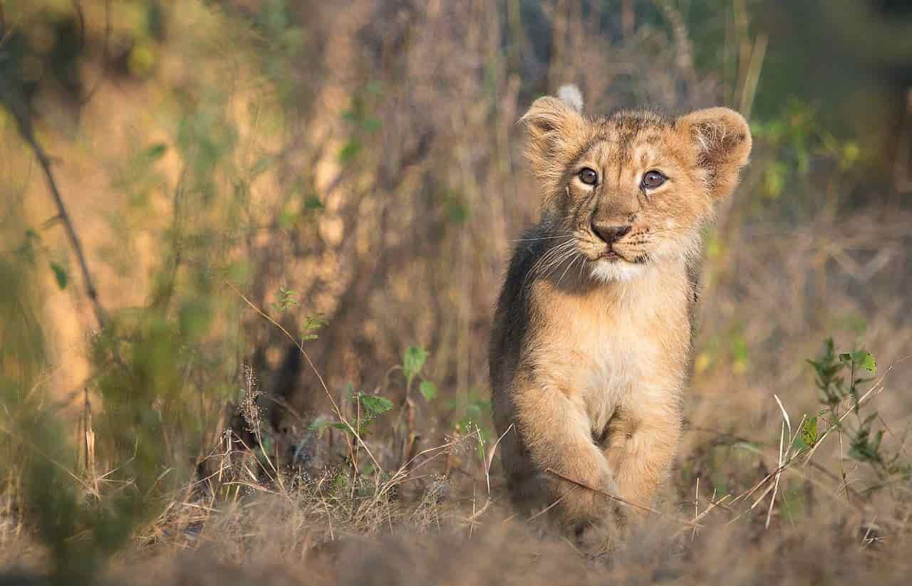 Gir National Park - Complete Travel Guide