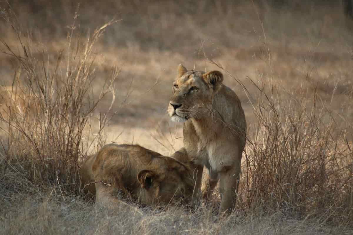 gir national park visit timings