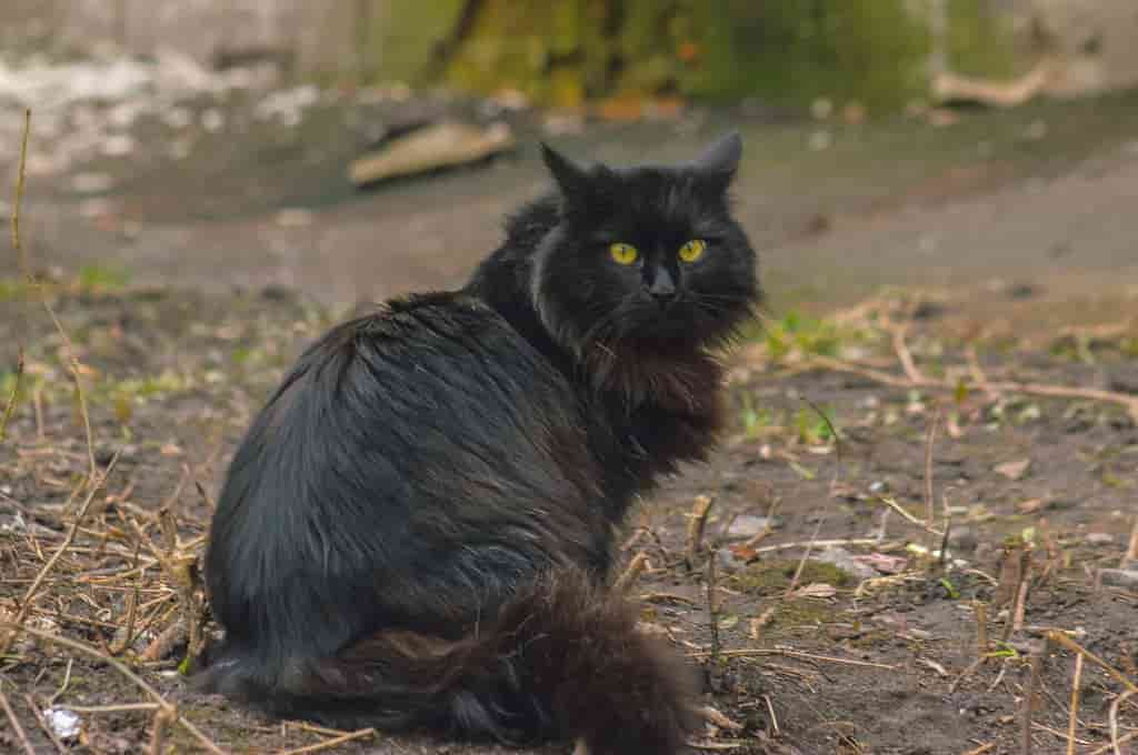 Common Superstitions in India