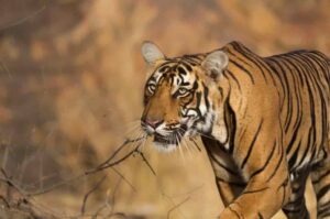 Ranthambore National Park - All You Need to Know