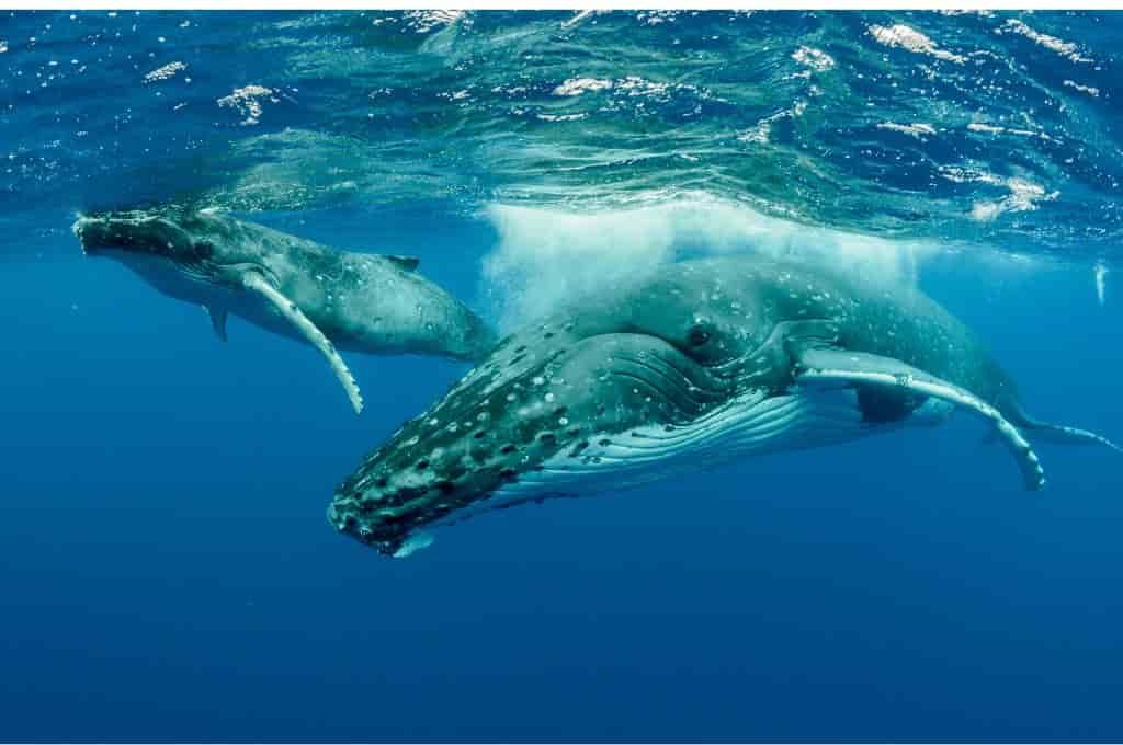 Best Places to go Whale Watching in the World