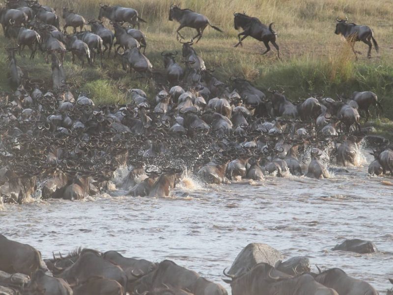 wildebeest-migration-2322110_1280-min Best Festivals in the World